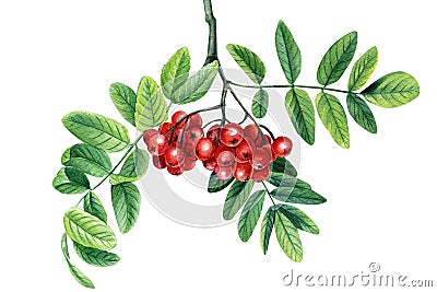 Rowan berries branch with green leaves Watercolor painting illustration isolated on white background. Cartoon Illustration