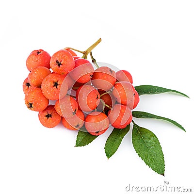 Rowan berries. Closeup. Stock Photo