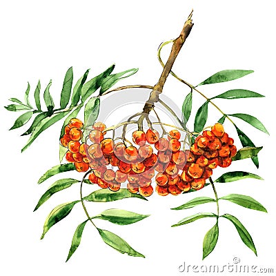 Rowan berries with leaves, bunch, , watercolor illustration on white Cartoon Illustration