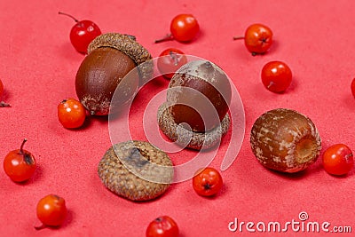 Rowan berries and several acorns lie on a coral-colored surface Stock Photo