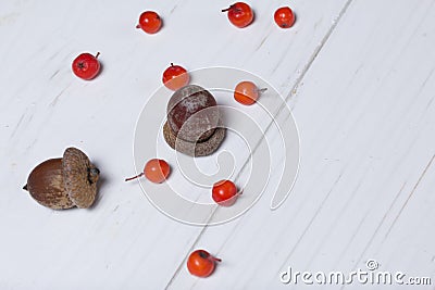 Rowan berries and several acorns lie on a white painted wooden surface Stock Photo