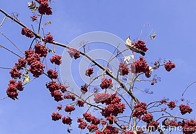 Rowan berries on the sky background. nature, seasons. Stock Photo