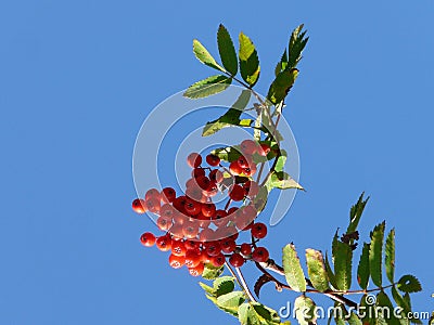 Rowan berries on a sunny day Stock Photo