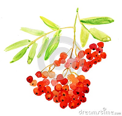 Rowan Berries, Twig. Watercolor Painting. Stock Photo