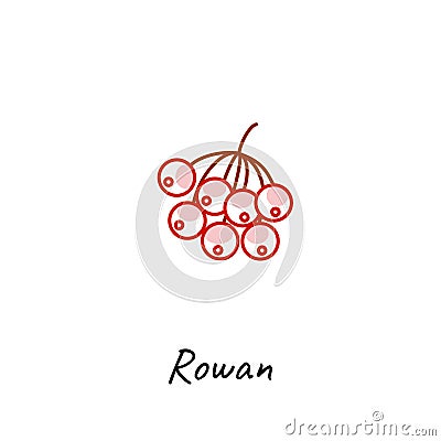 Rowan berry icon vector illustration. Outline colored style. Vector Illustration