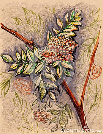 Rowan berry leaf branch vintage craft sketch Stock Photo
