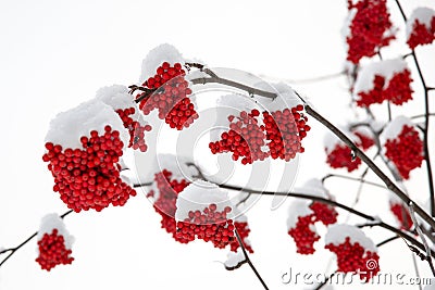 Rowan berry in winter Stock Photo