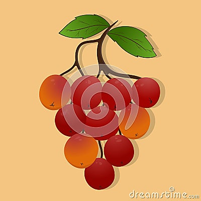Berries on a branch. Red berries. Green leaves. Bunch of grapes. Vector Illustration