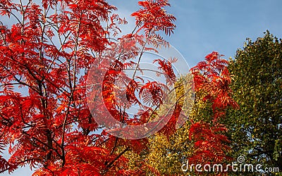 rowan branch with red leaves on a blue sky background Stock Photo