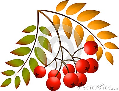 Rowan branch Vector Illustration