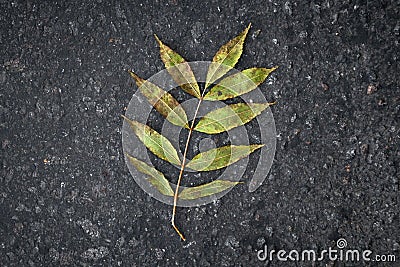 Rowan branch with yellowing leaves on textured asphalt Stock Photo