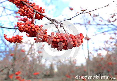 Rowan branches with bright berries Stock Photo