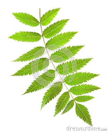 Rowan green leaf with yellow veins on a white background Stock Photo