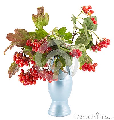 Rowan, rowanberry, rowan-tree Stock Photo