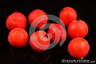 Rowan several berries on black background Stock Photo