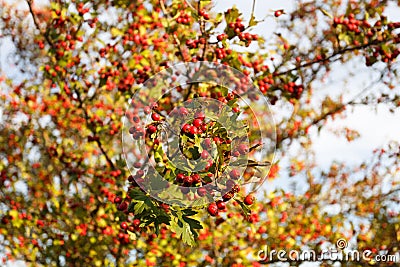 Rowan tree at autumn forest Stock Photo