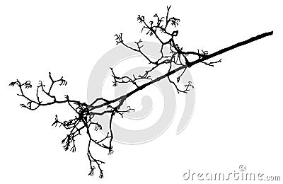 Rowan tree, bare branch silhouette. Vector illustration Vector Illustration