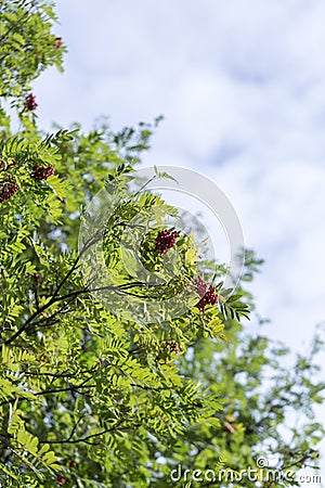 Rowan Tree with Fruit Stock Photo