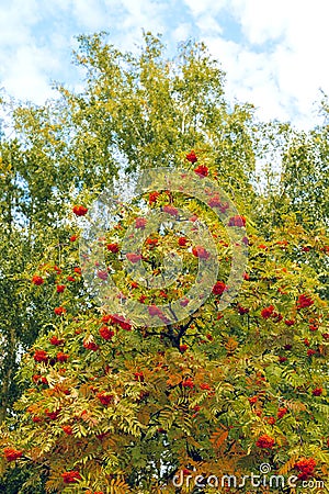 Rowan tree with ripe orange-red fruits Stock Photo