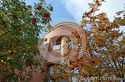 Rowan trees on the background of a brick building and blue sky Stock Photo