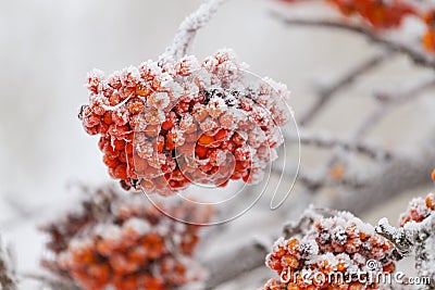 Rowanberry tree Stock Photo