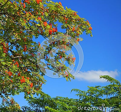 Rowen, Mountain Ash, with bright red berries. Stock Photo