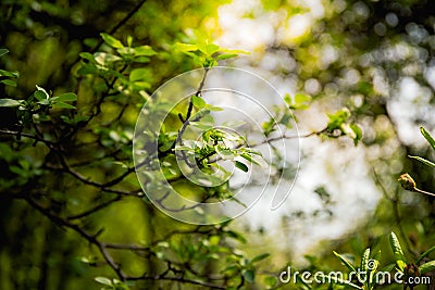 Rowing foliage of a tree in sun rays in a forest Stock Photo