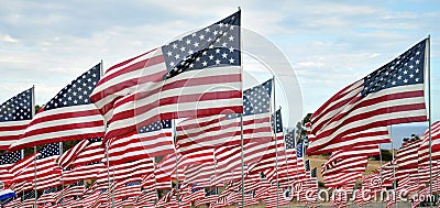 Rows of American Flags Stock Photo