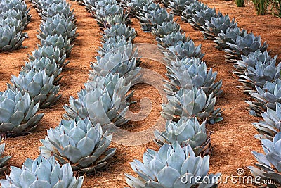 Rows of Artichoke Agave plants Stock Photo