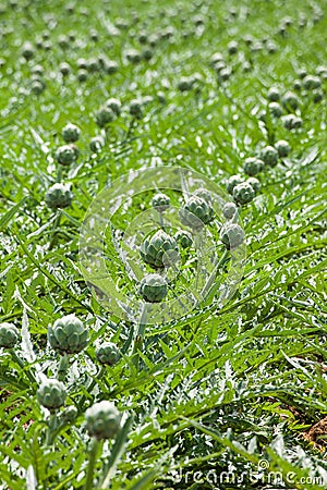 Rows of artichoke vegetable in the field Stock Photo