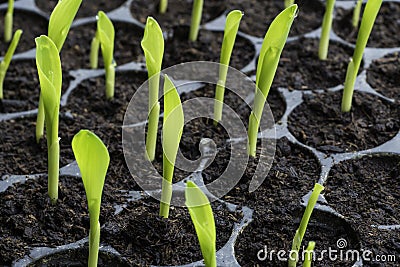 Rows of baby plants in the cultivate tray Stock Photo