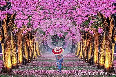 Rows of Beautiful pink flowers trees and Kimono girl Stock Photo