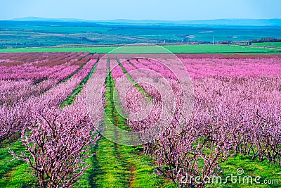 Rows of blossom peach trees in spring garden Stock Photo