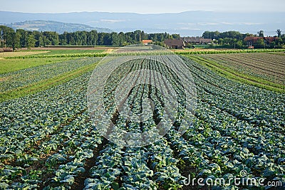 Rows of cabage Stock Photo