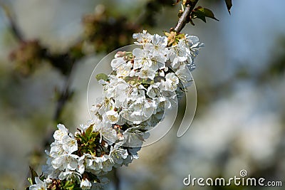 Spring pink blossom of apple trees in orchard, fruit region Haspengouw in Belgium Stock Photo