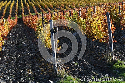 Rows colored grapevines during the autumn season in the Chianti Classico area near Greve in Chianti Florence, Tuscany. Italy Stock Photo