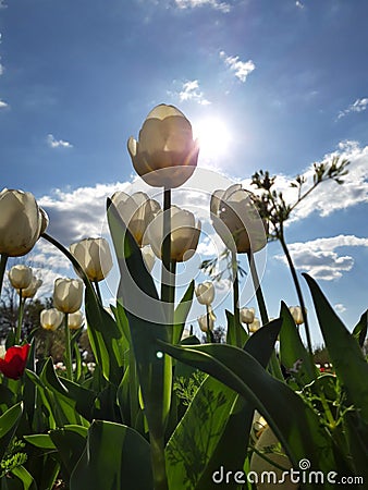 Rows of colorful tulips in spring, flower show in Rome. perfect for backgrounds Stock Photo