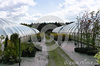 Rows of coniferous trees in tree plants garden nursery Stock Photo