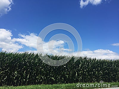 rows of corn Stock Photo