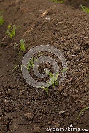 Rows Corn of Crops Growing Stock Photo