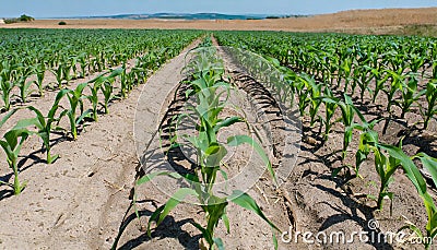 Rows of corn plants growing on a field Stock Photo