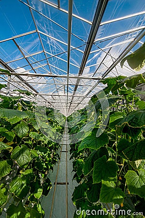 cucumbers in a greenhouse, growing vegetables, harvest Stock Photo