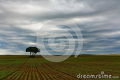 Cultivated grain field and tree Stock Photo