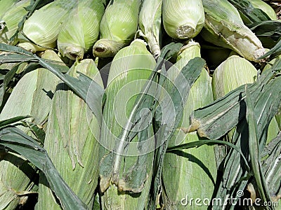 Rows of Ears of Corn on display Stock Photo