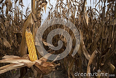 Rows of ears of yellow corn on the cob kernels in agricultural with dried brown leaves and husks Stock Photo