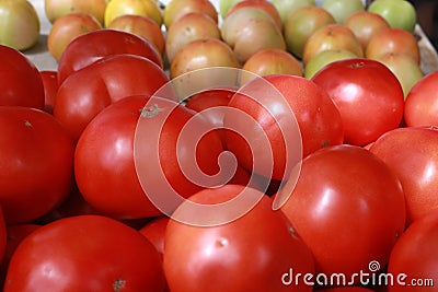 Rows of farm stand tomatoes Stock Photo
