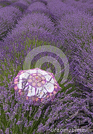 Rows of French Lavender with multi-colored parasol in foreground Stock Photo