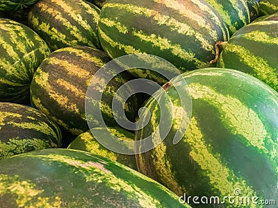 Rows of fresh green striped watermelons piled on the market counter Stock Photo