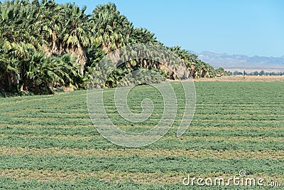 Freshly cut hay rows and Palm Trees Stock Photo