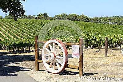 Rows of Grape Vines with wagen wheel gate, Barossa Valley, South Australia. Stock Photo